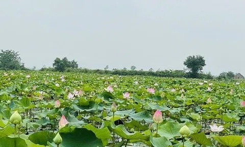 Tháng Năm trên quê Bác toả ngát hương sen